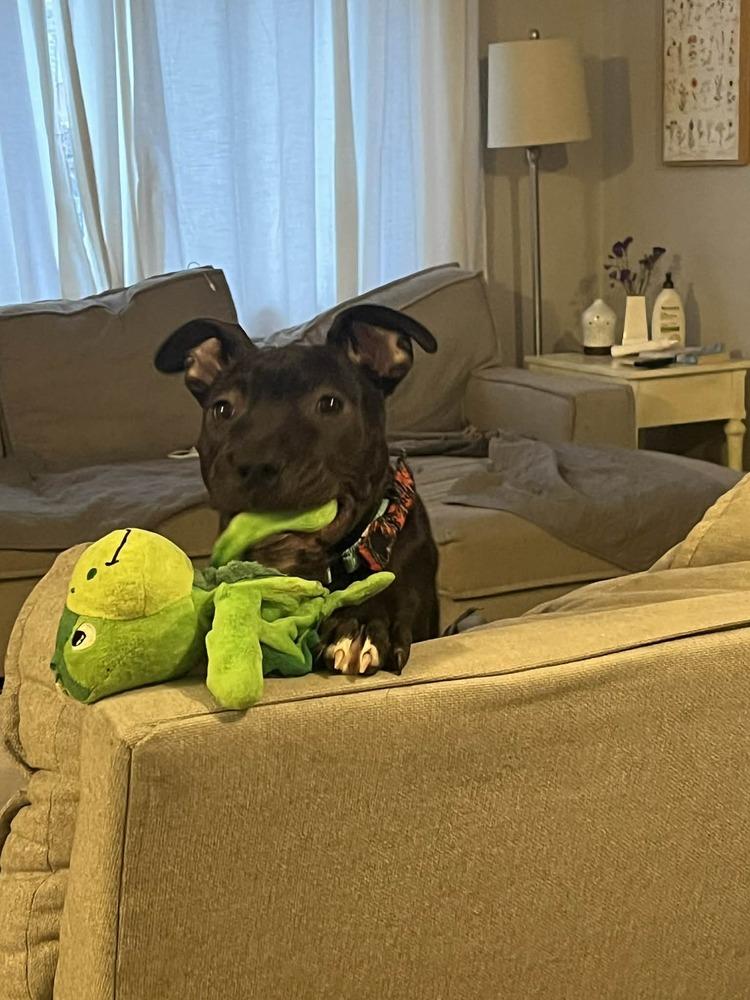 Enlarge Xylo (“RJ”), a Adoptable mixed breed in Springdale, PA image 4/6