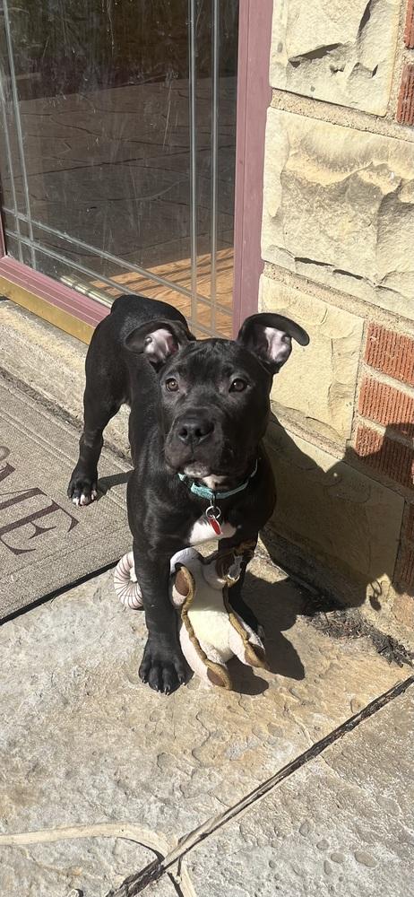 Enlarge Xylo (“RJ”), a Adoptable mixed breed in Springdale, PA image 5/6