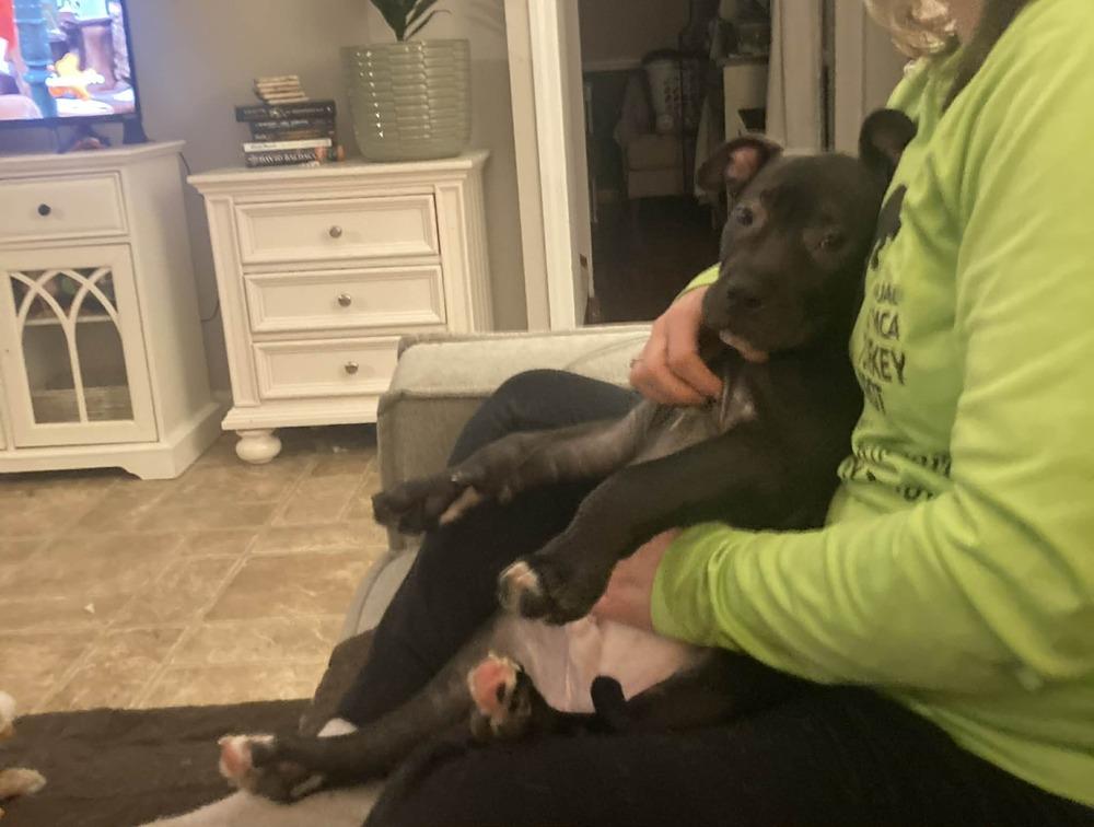 Enlarge Xylo (“RJ”), a Adoptable mixed breed in Springdale, PA image 6/6