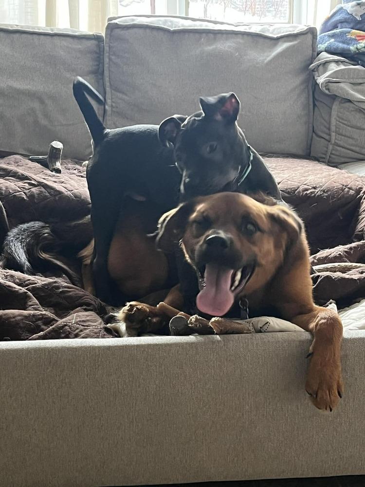 Enlarge Xylo (“RJ”), a Adoptable mixed breed in Springdale, PA image 5/6