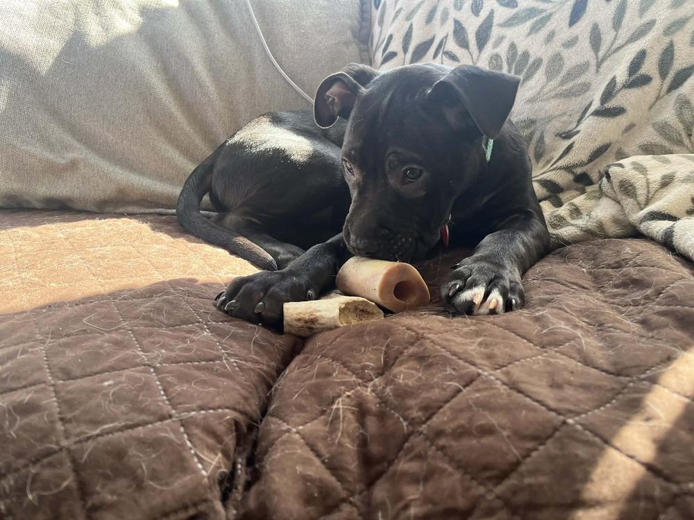 Enlarge Xylo (“RJ”), a Adoptable mixed breed in Springdale, PA image 6/6