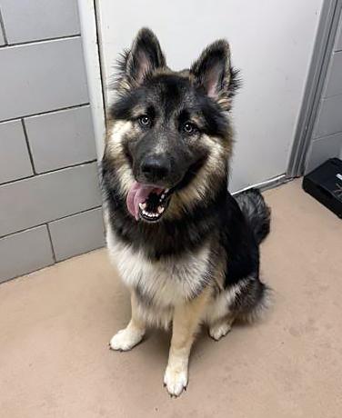 Scallywag, adopted, Young Male Mixed Breed.