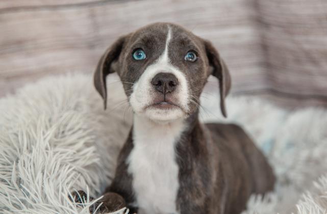 Brooklyn, Adoptable, Puppy Female American Bulldog & Mixed Breed.
