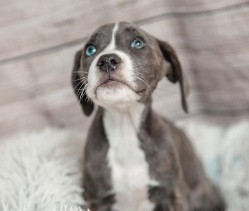 Enlarge Brooklyn, a Adoptable mixed breed in Dothan, AL image 2/3