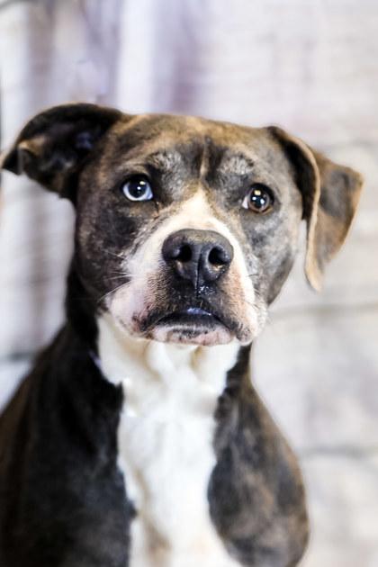 Enlarge Brooklyn, a Adoptable mixed breed in Dothan, AL image 3/3