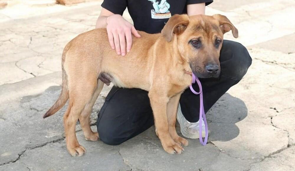 Robin, Adoptable, Puppy Male Labrador Retriever & Boxer.