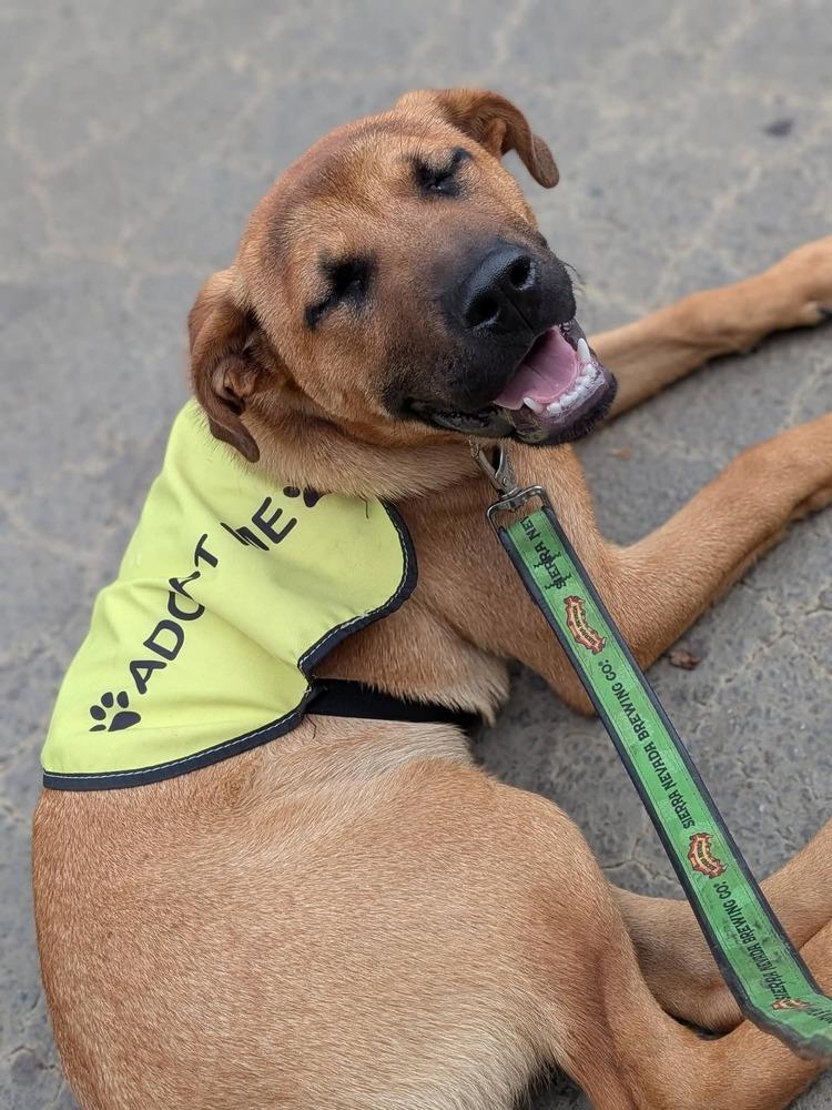 Robin, a Adoptable mixed breed in Statesville, NC image 2/5