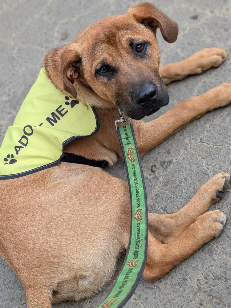 Robin, a Adoptable mixed breed in Statesville, NC image 3/5