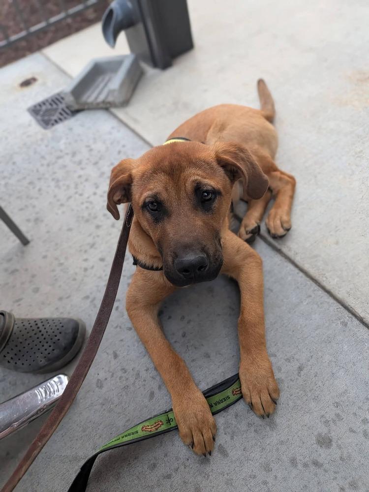 Robin, a Adoptable mixed breed in Statesville, NC image 4/5