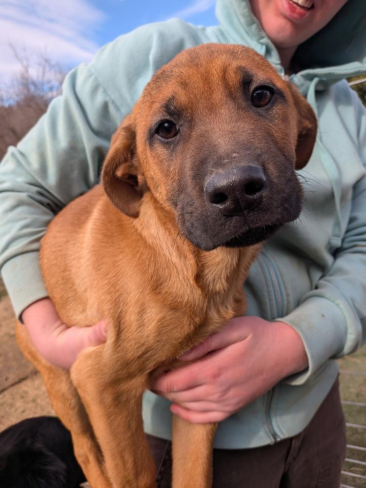 Robin, Adoptable, Puppy Male Boxer.