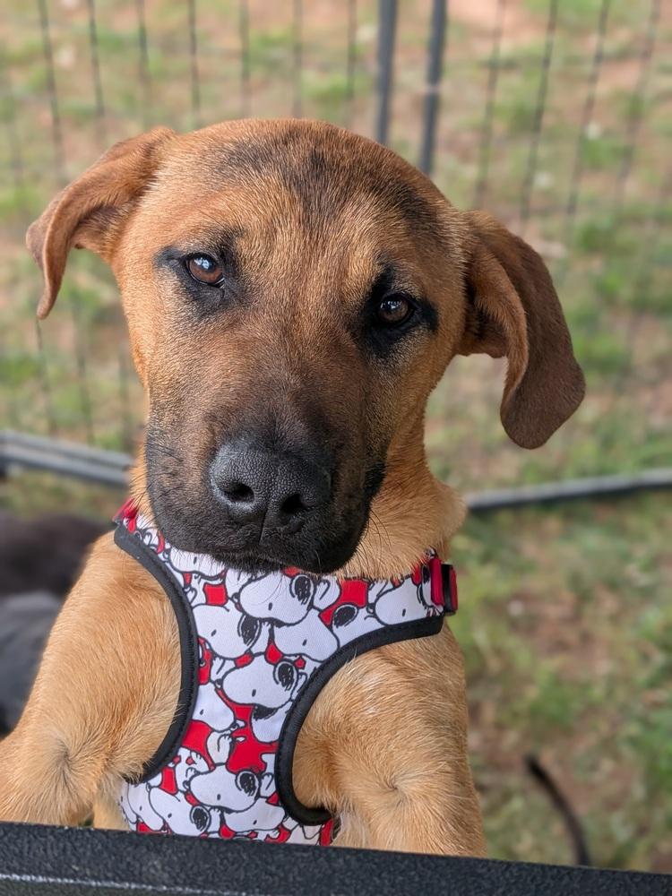 Enlarge Robin, a Adoptable mixed breed in Statesville, NC image 2/2