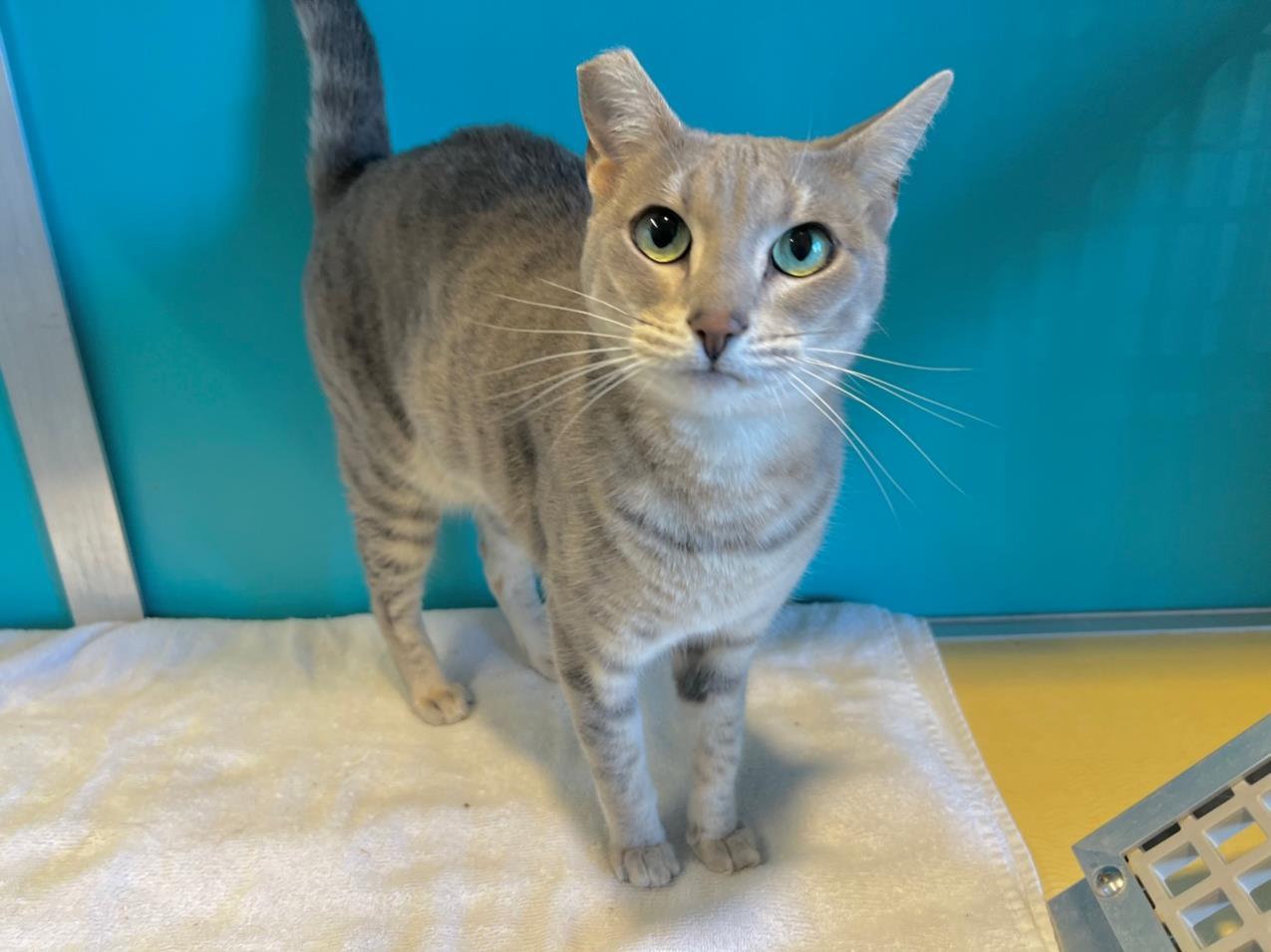 BETH, Adoptable, Adult Female Domestic Short Hair.