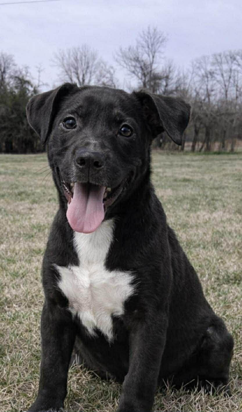 Enlarge Sam, a ADOPTABLE mixed breed in Millington, TN image 2/2
