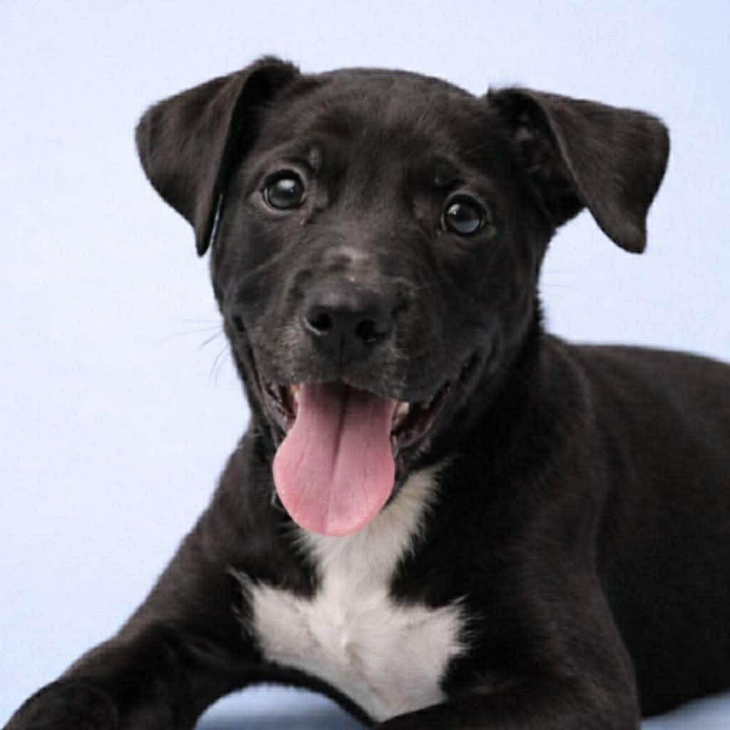 Sam, ADOPTABLE, Puppy Male Black Labrador Retriever.
