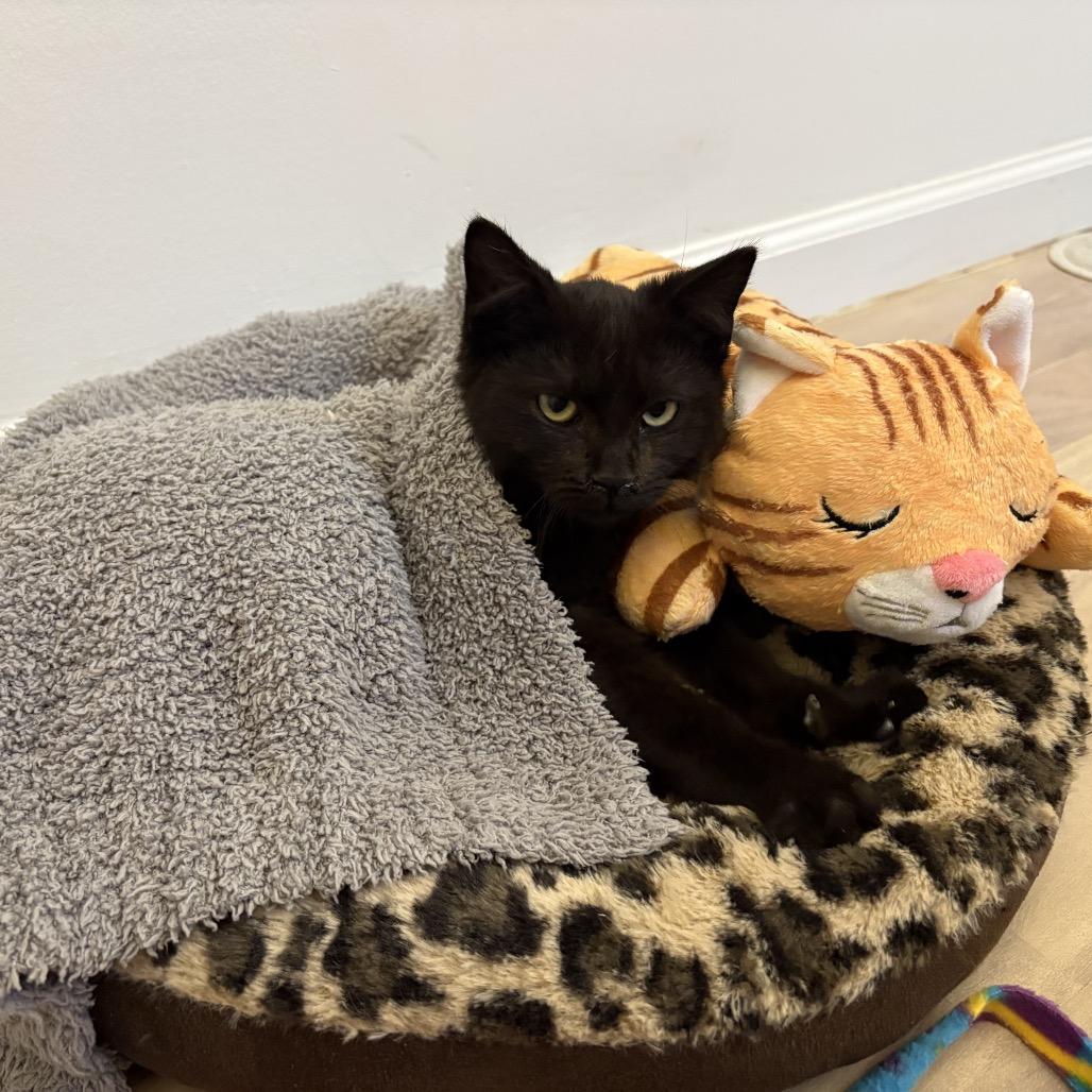 Murray, Adoptable, Kitten Male Domestic Short Hair.