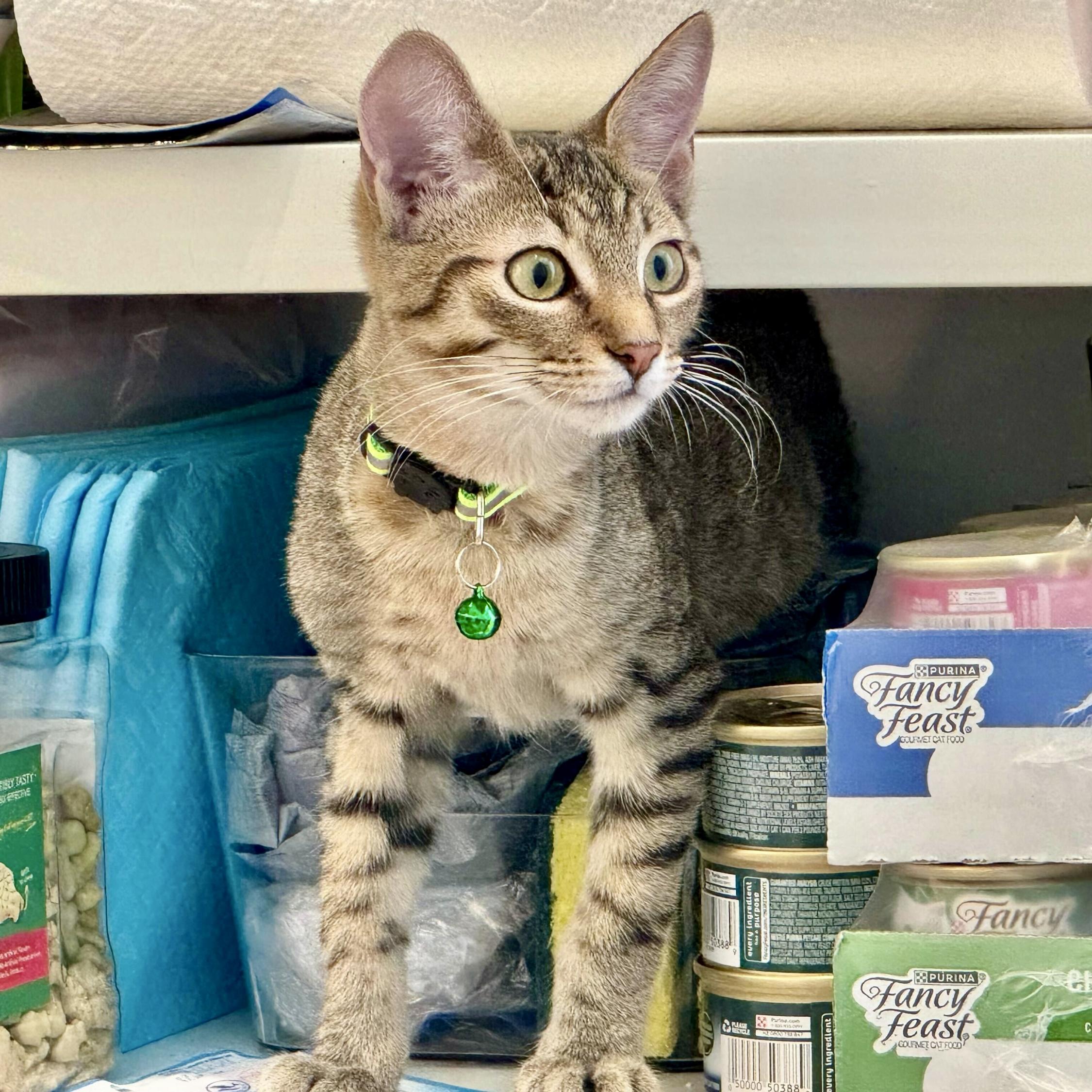 Rafferty (bonded with Lottie), Adoptable, Kitten Male Domestic Short Hair.