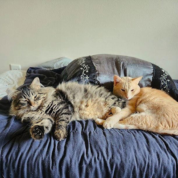 Cee Cee, Adopted, Adult Female Domestic Long Hair & Tabby.