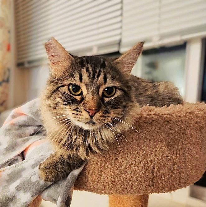 Enlarge Cee Cee, a Adopted mixed breed in Springfield, OR image 2/3