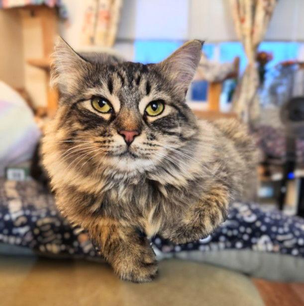 Enlarge Cee Cee, a Adopted mixed breed in Springfield, OR image 3/3