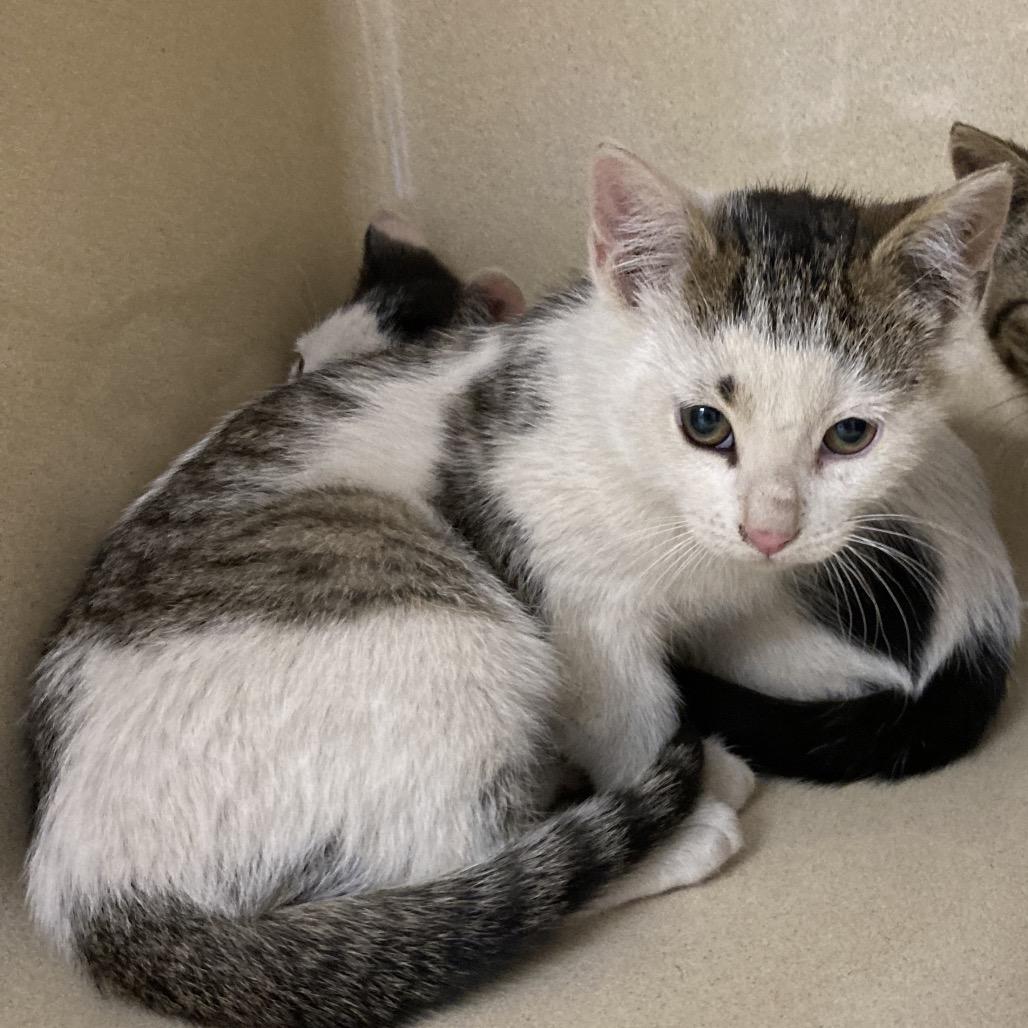 Aang, Adoptable, Kitten Male Domestic Short Hair.