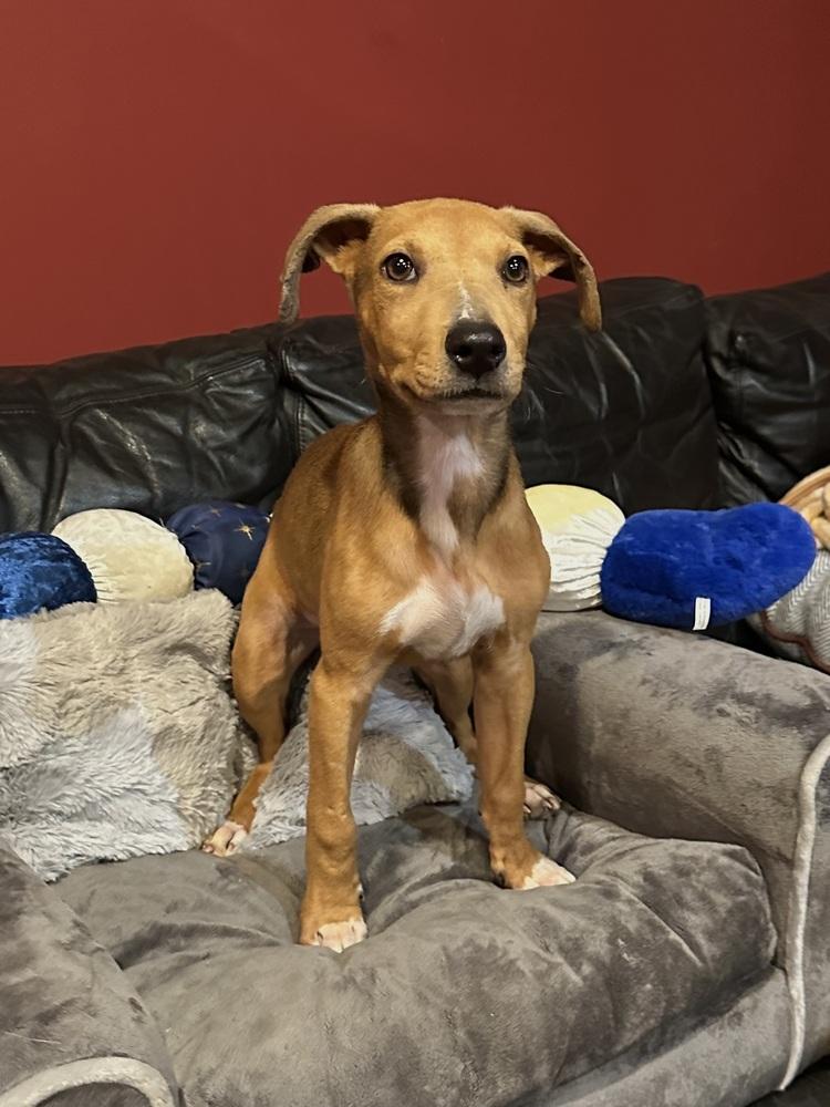 Indie, a Adoptable mixed breed in Milton, GA image 1/4