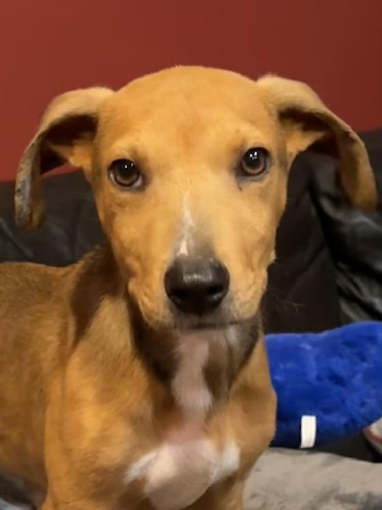 Indie, a Adoptable mixed breed in Milton, GA image 2/4