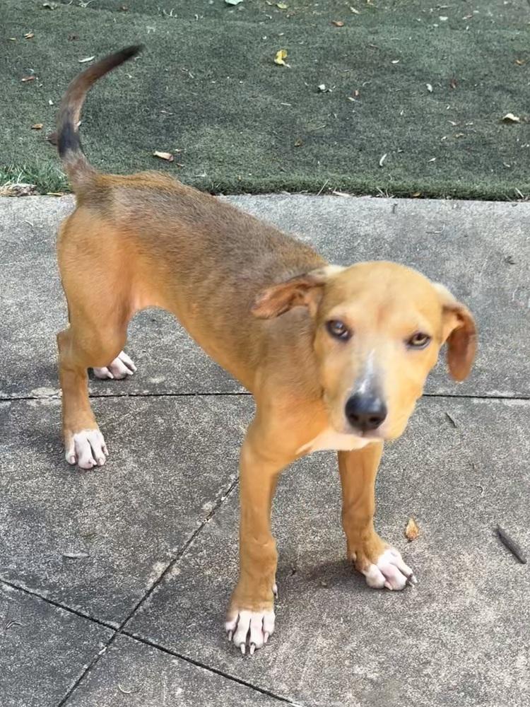 Indie, a Adoptable mixed breed in Milton, GA image 3/4