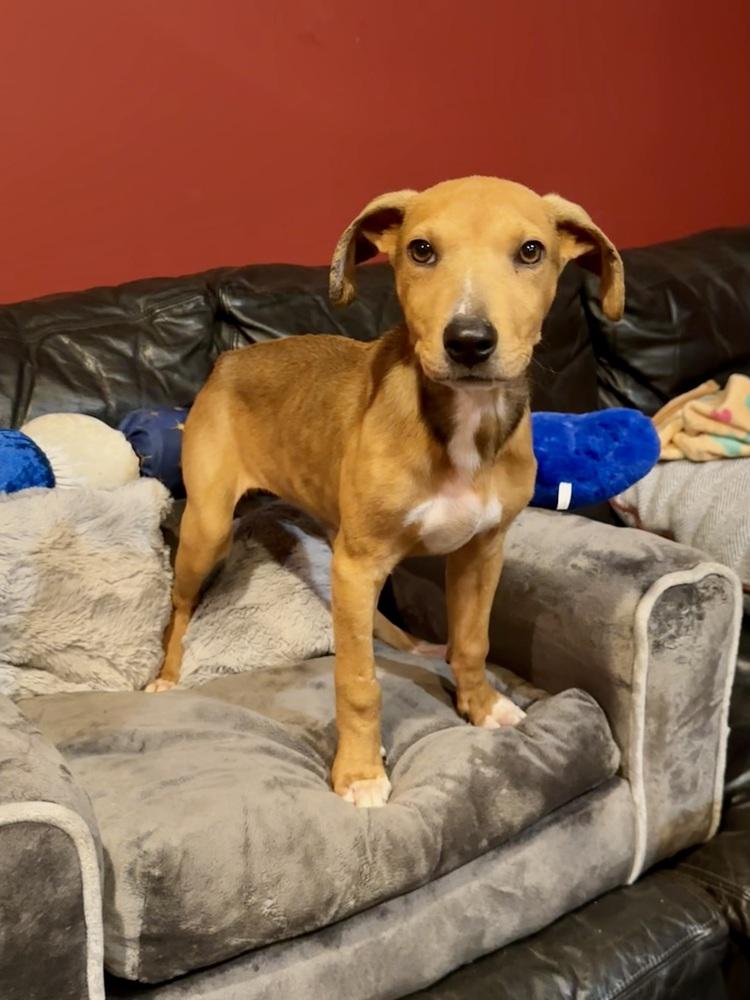 Indie, a Adoptable mixed breed in Milton, GA image 4/4