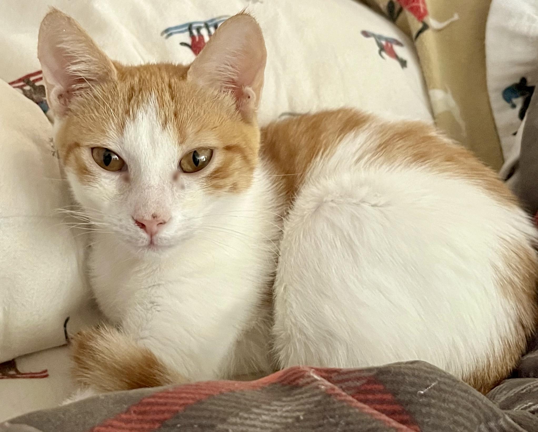 Henry — thumbnail 3