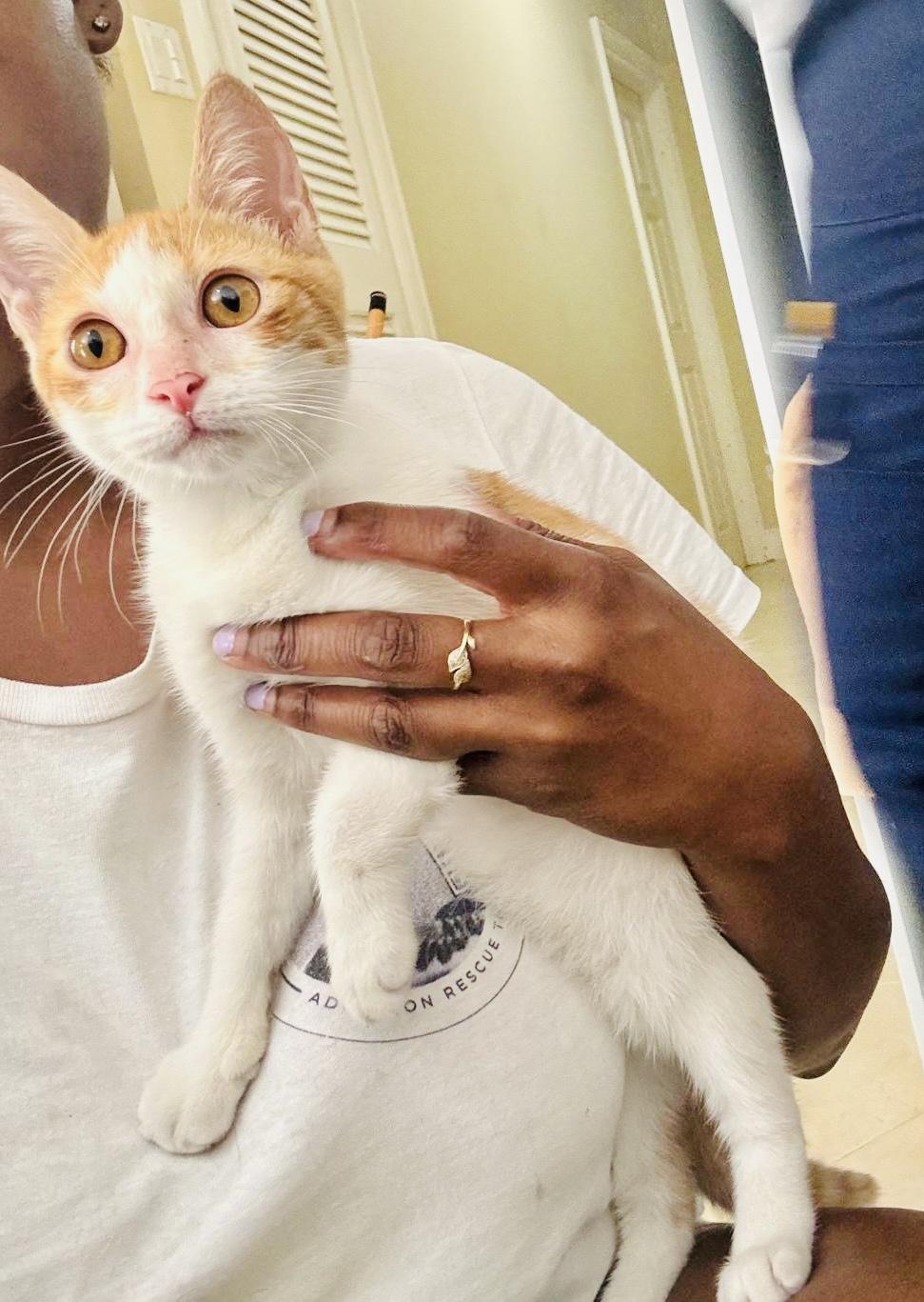 Henry, a ADOPTABLE mixed breed in Bethel, CT image 4/6