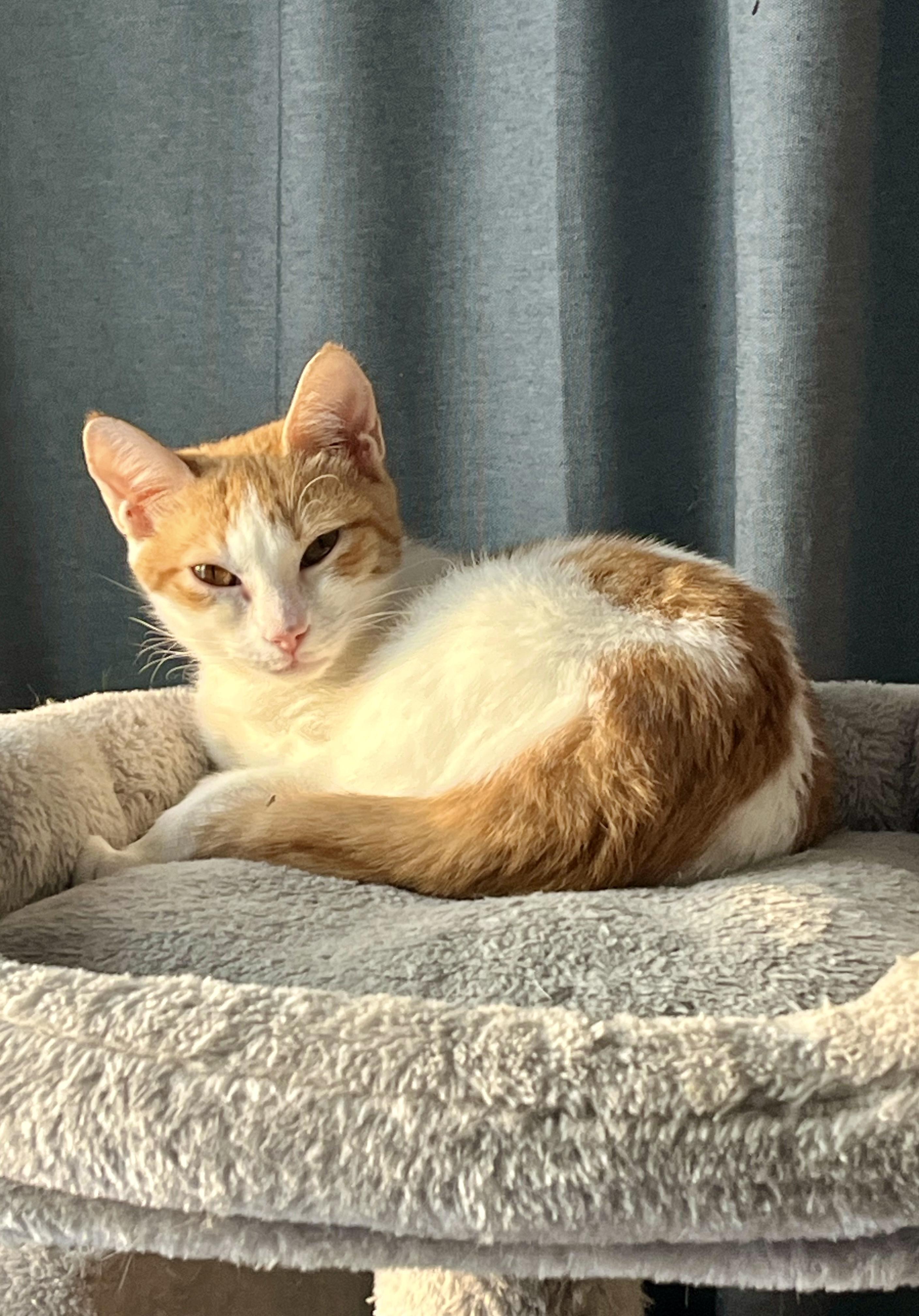 Henry, a ADOPTABLE mixed breed in Bethel, CT image 6/6