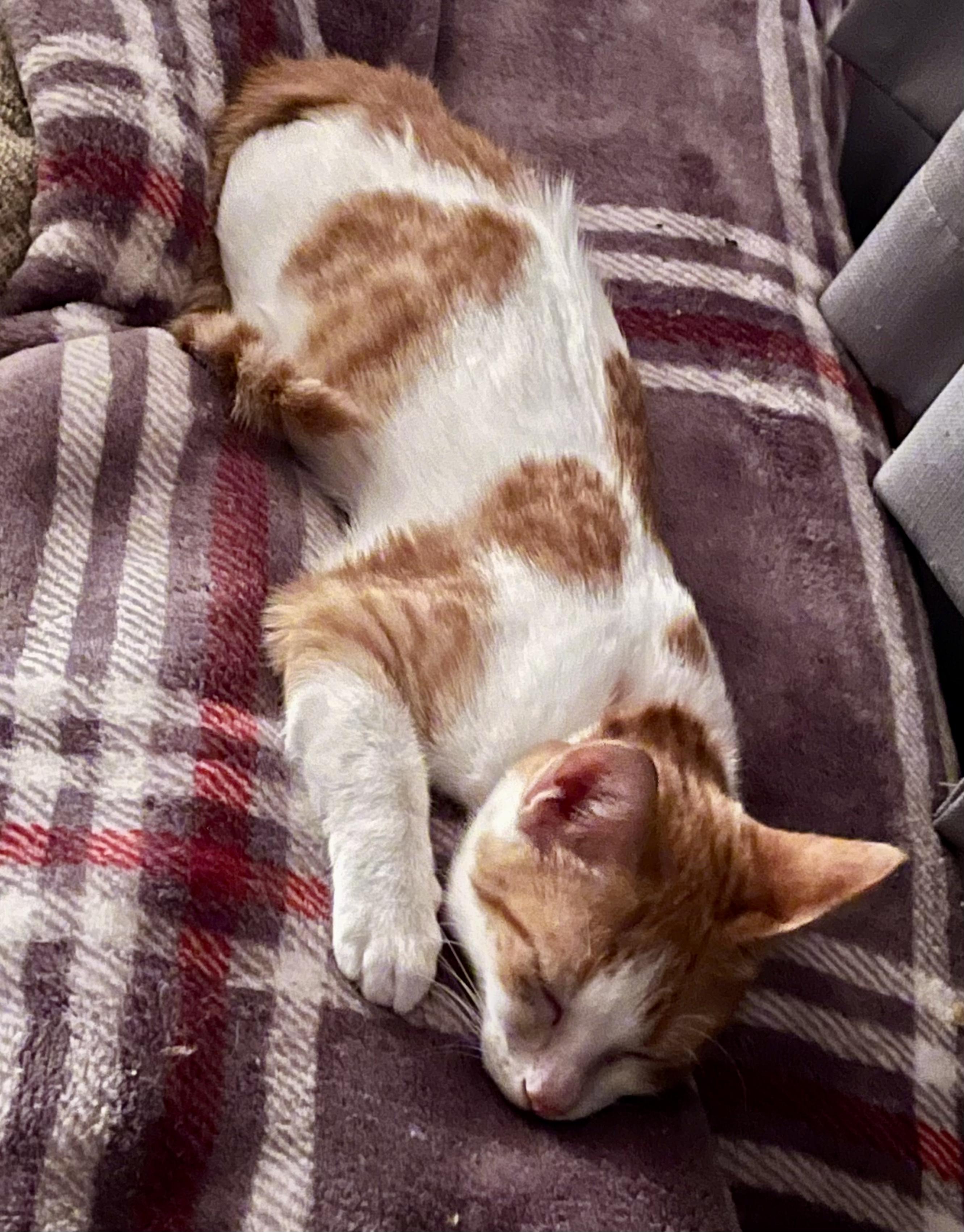 Henry, a ADOPTABLE mixed breed in Bethel, CT image 3/6