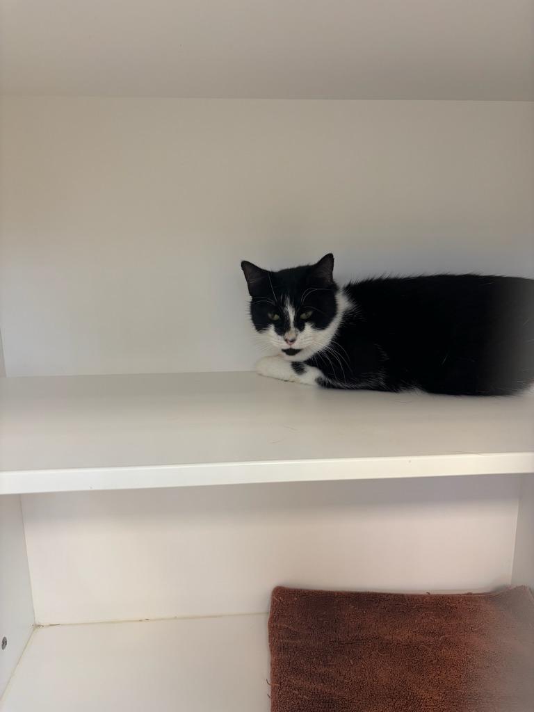 Meredith, Adoptable, Adult Female Domestic Medium Hair.