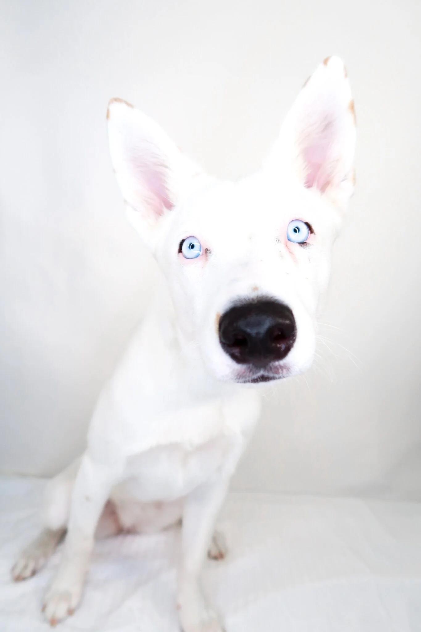 Enlarge Sapphire, a Adoptable mixed breed in Bixby, OK image 1/4