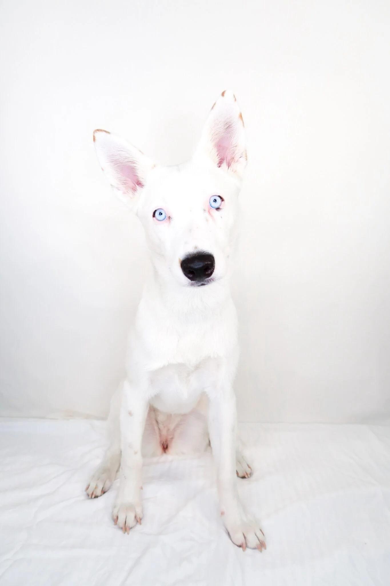 Enlarge Sapphire, a Adoptable mixed breed in Bixby, OK image 2/4