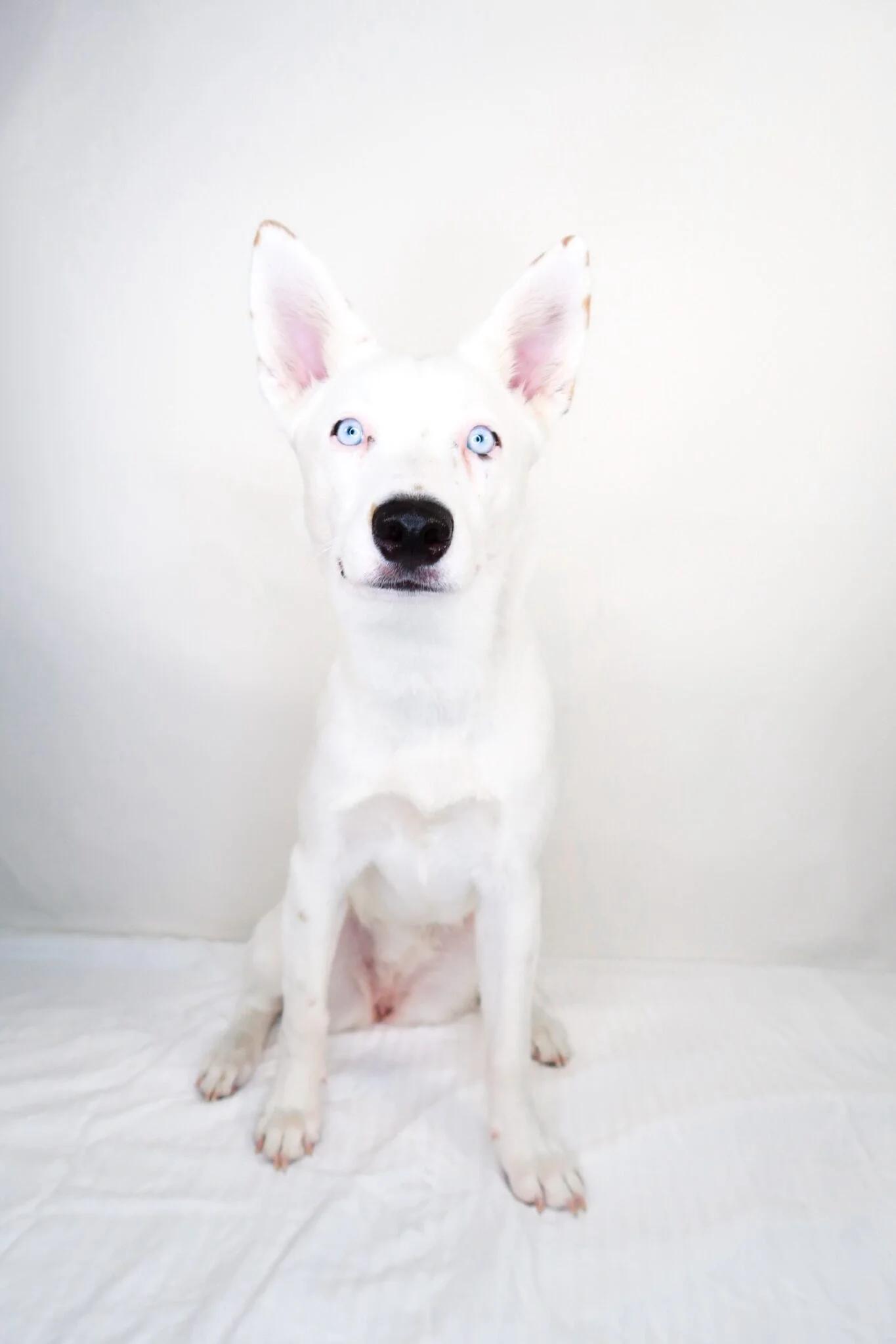 Enlarge Sapphire, a Adoptable mixed breed in Bixby, OK image 3/4