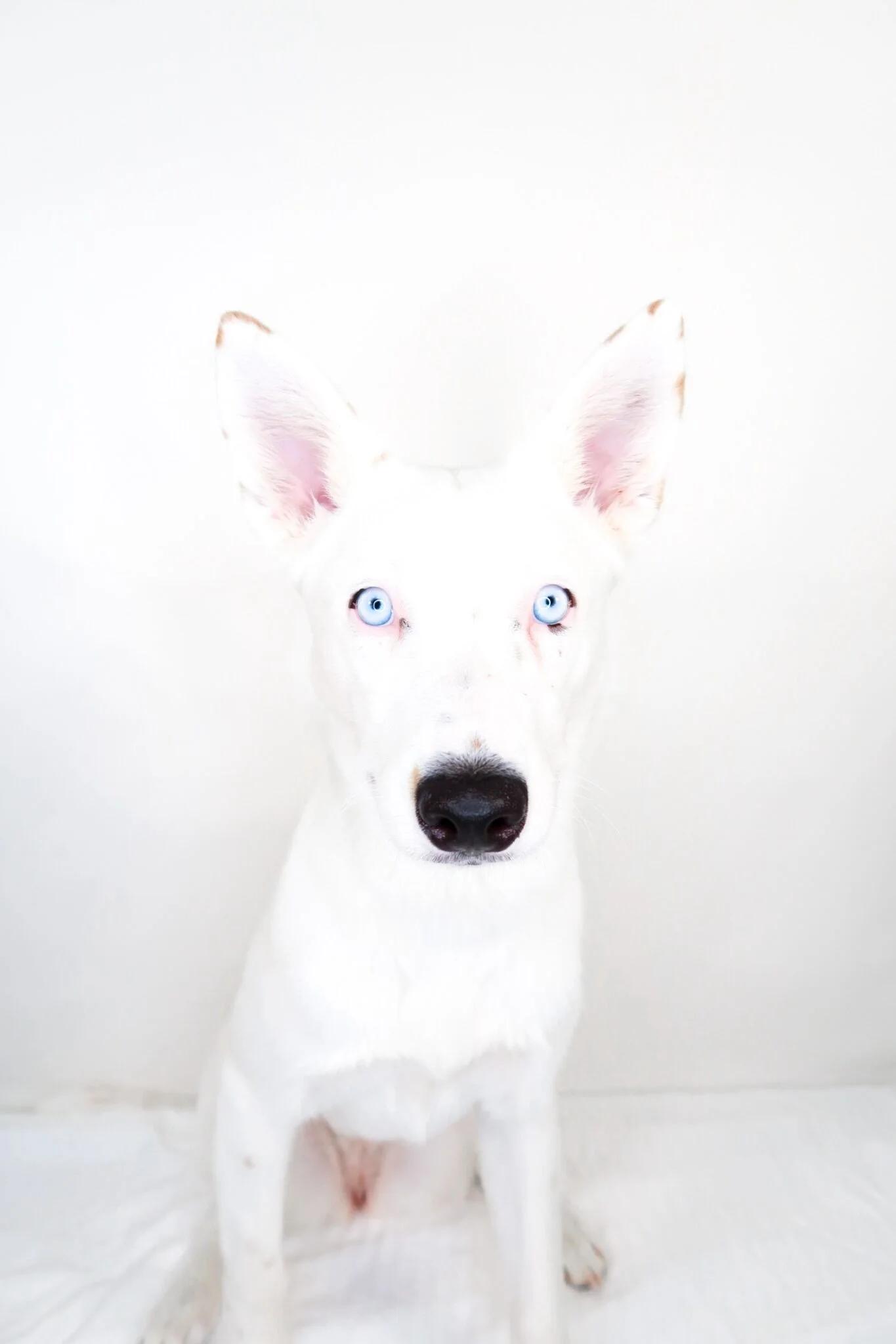 Enlarge Sapphire, a Adoptable mixed breed in Bixby, OK image 4/4