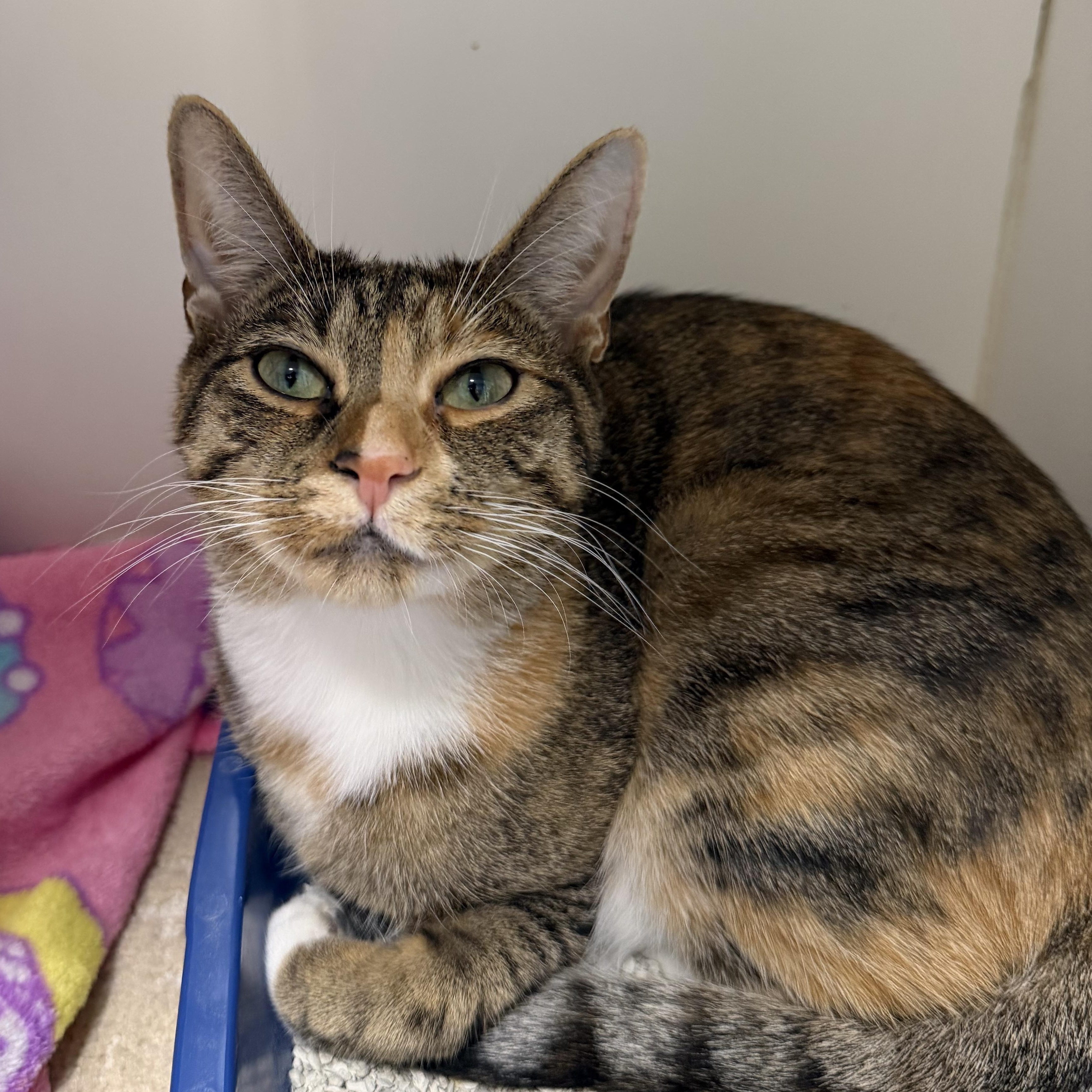 Poppy Terrific Cat, Adoptable, Young Female Domestic Short Hair.
