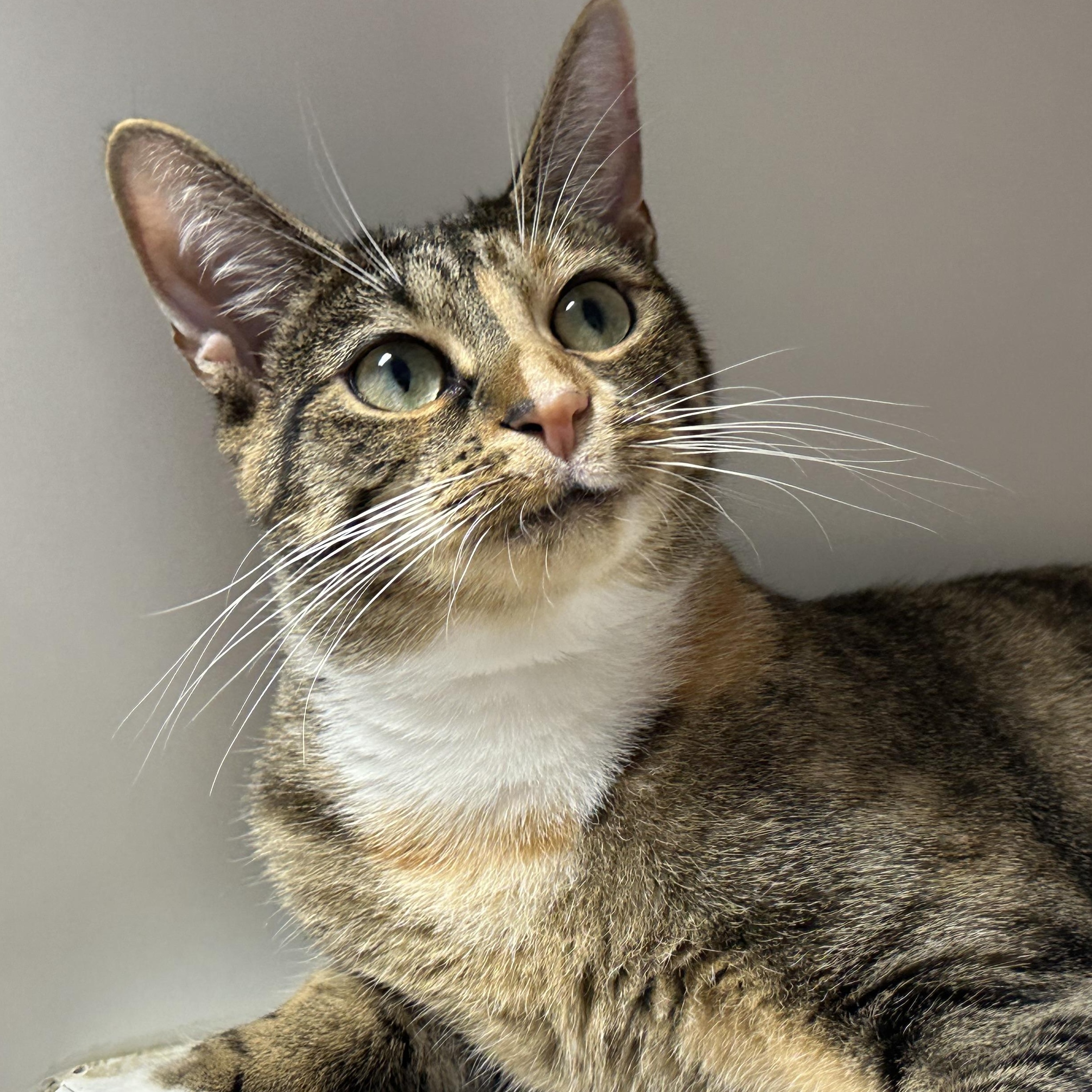 Enlarge Poppy Terrific Cat, a Adoptable Domestic Short Hair in Clifton, NJ image 3/5