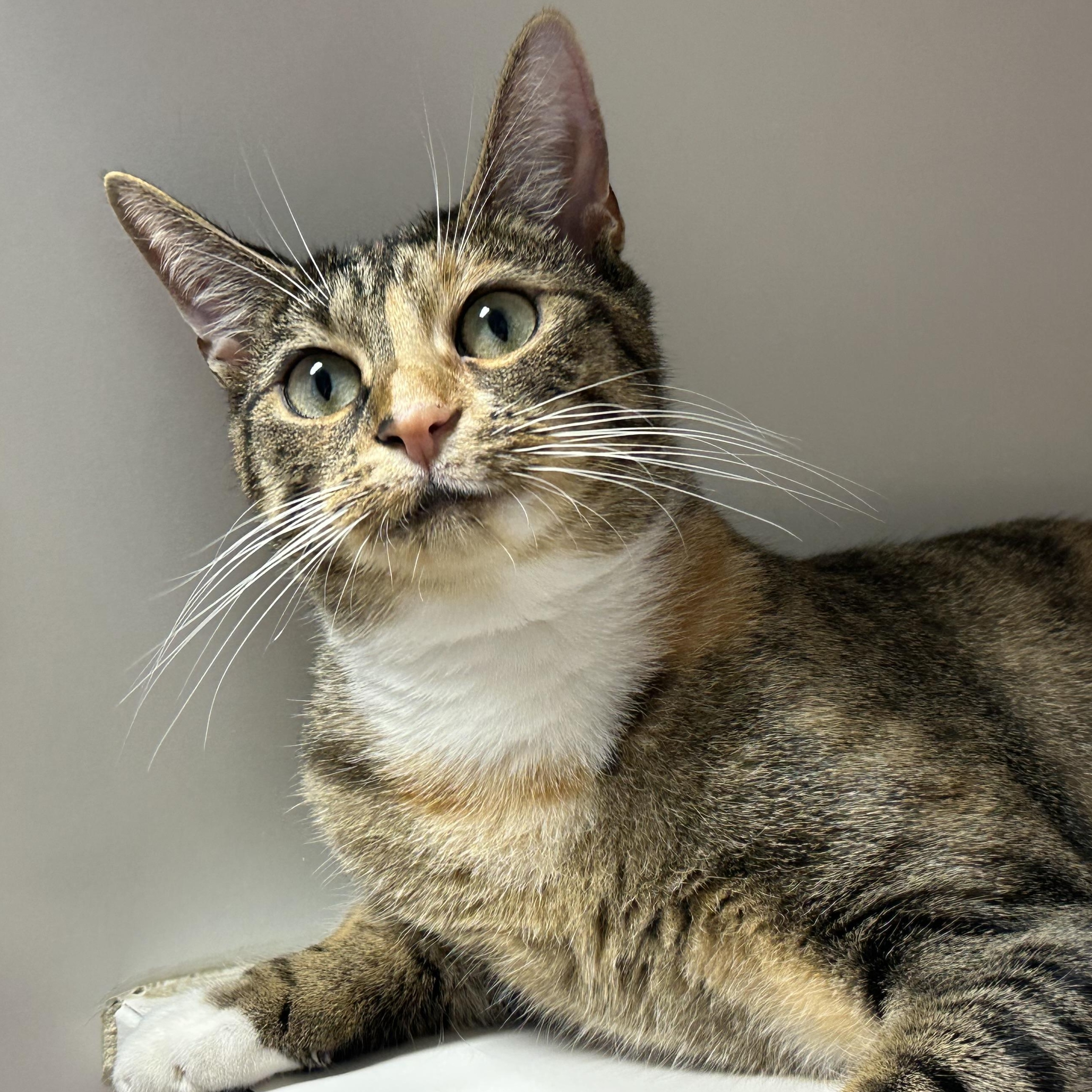 Enlarge Poppy Terrific Cat, a Adoptable Domestic Short Hair in Clifton, NJ image 2/5