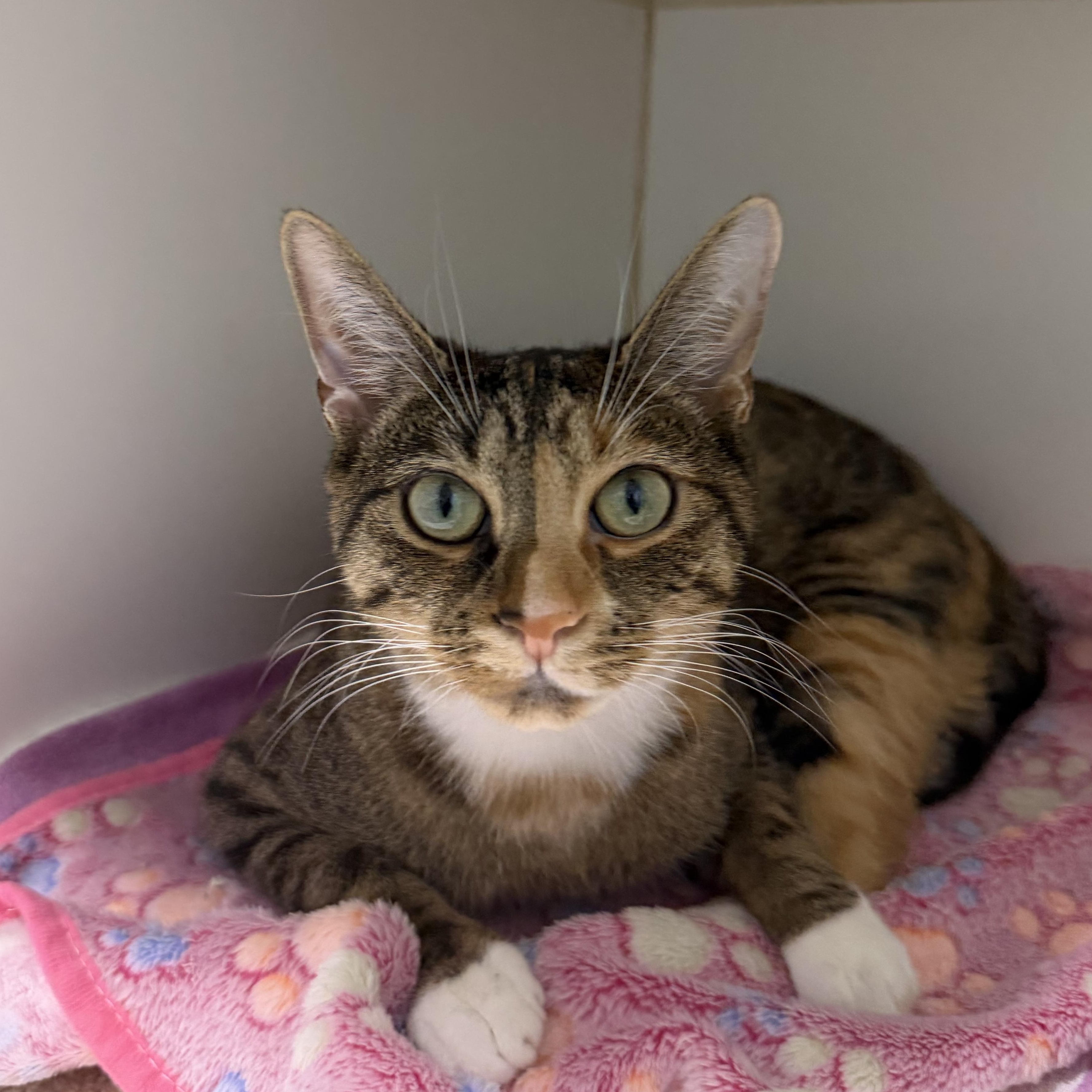 Enlarge Poppy Terrific Cat, a Adoptable Domestic Short Hair in Clifton, NJ image 4/5
