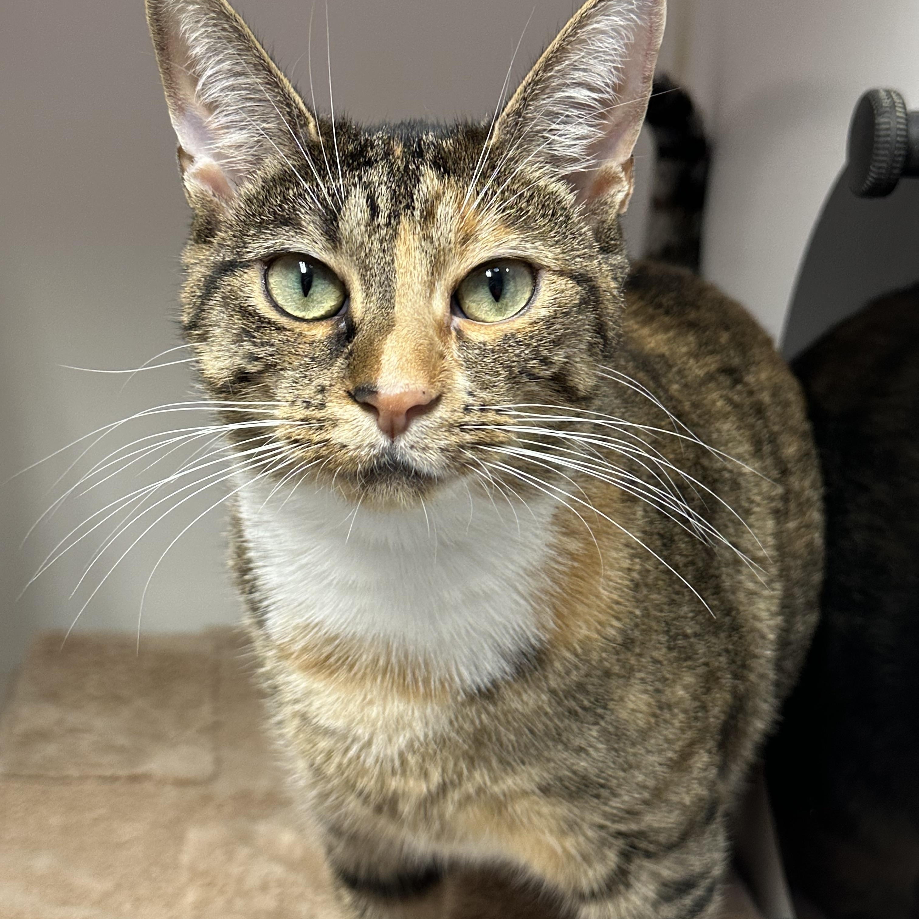 Enlarge Poppy Terrific Cat, a Adoptable Domestic Short Hair in Clifton, NJ image 5/5