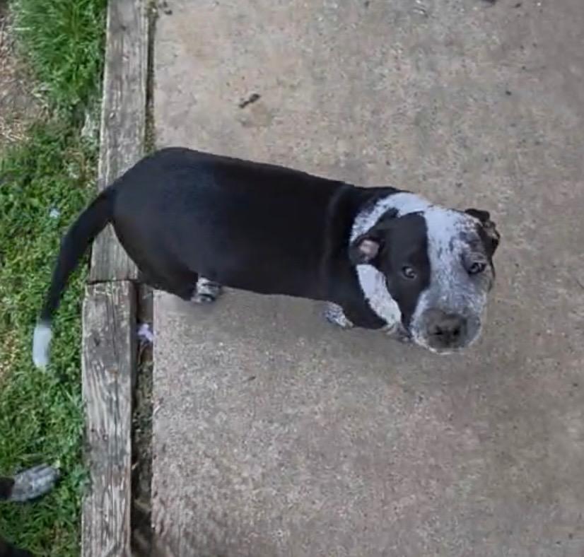 Tank, a Adoptable Pit Bull Terrier in Little Rock, AR image 1/5