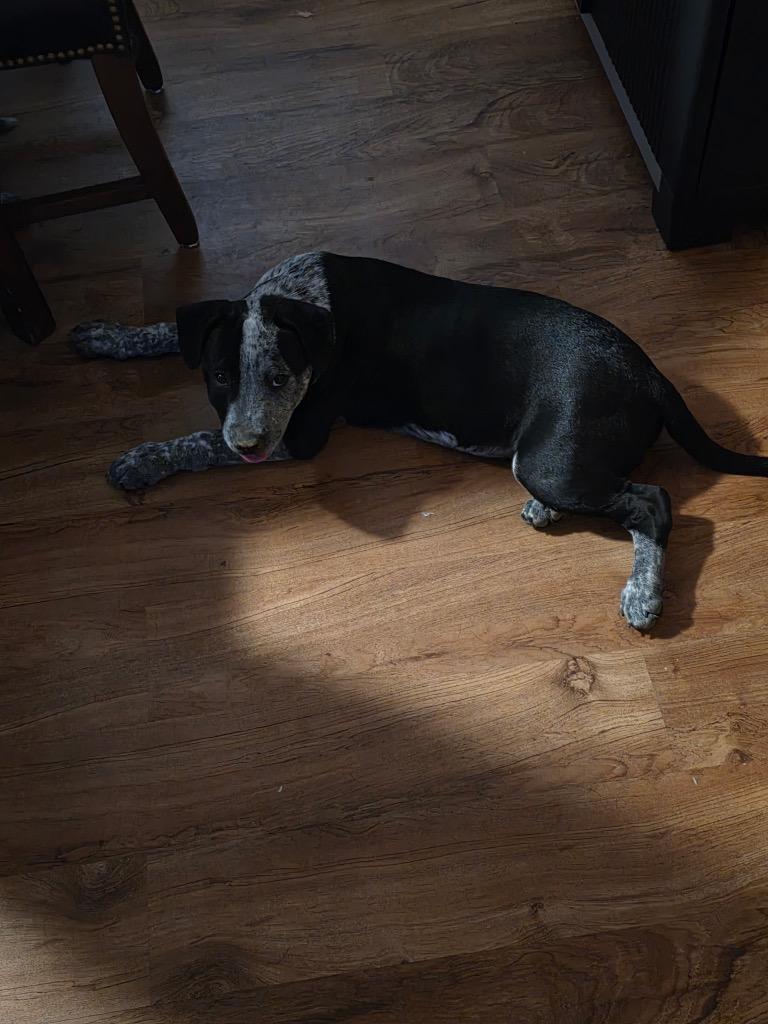 Tank, a Adoptable Pit Bull Terrier in Little Rock, AR image 3/5