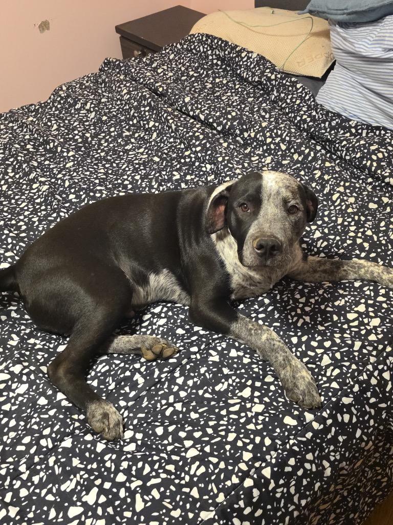 Tank, a Adoptable Pit Bull Terrier in Little Rock, AR image 4/5