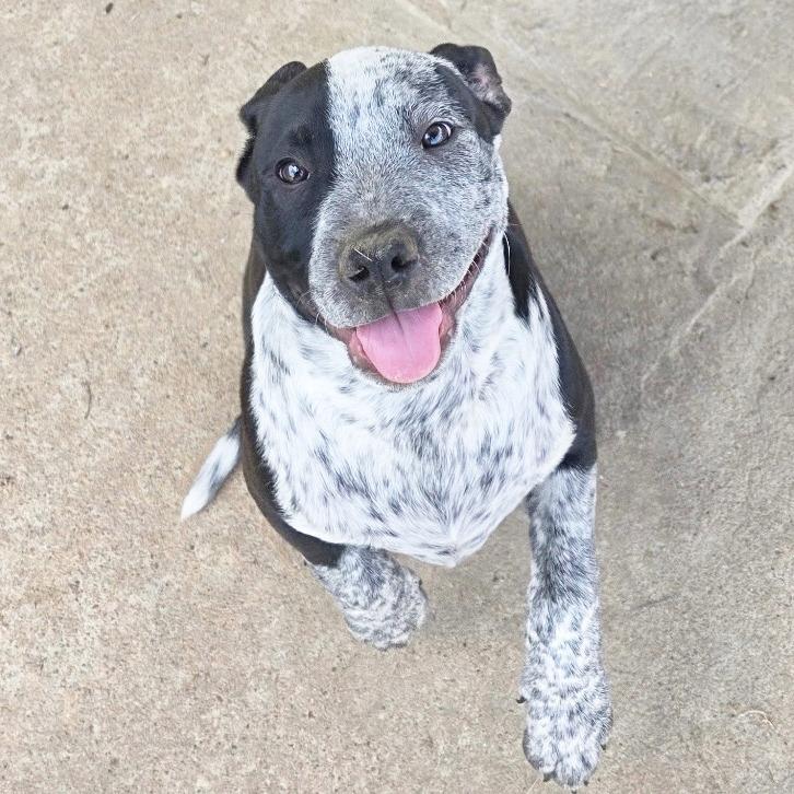Tank, a Adoptable Pit Bull Terrier in Little Rock, AR image 5/5