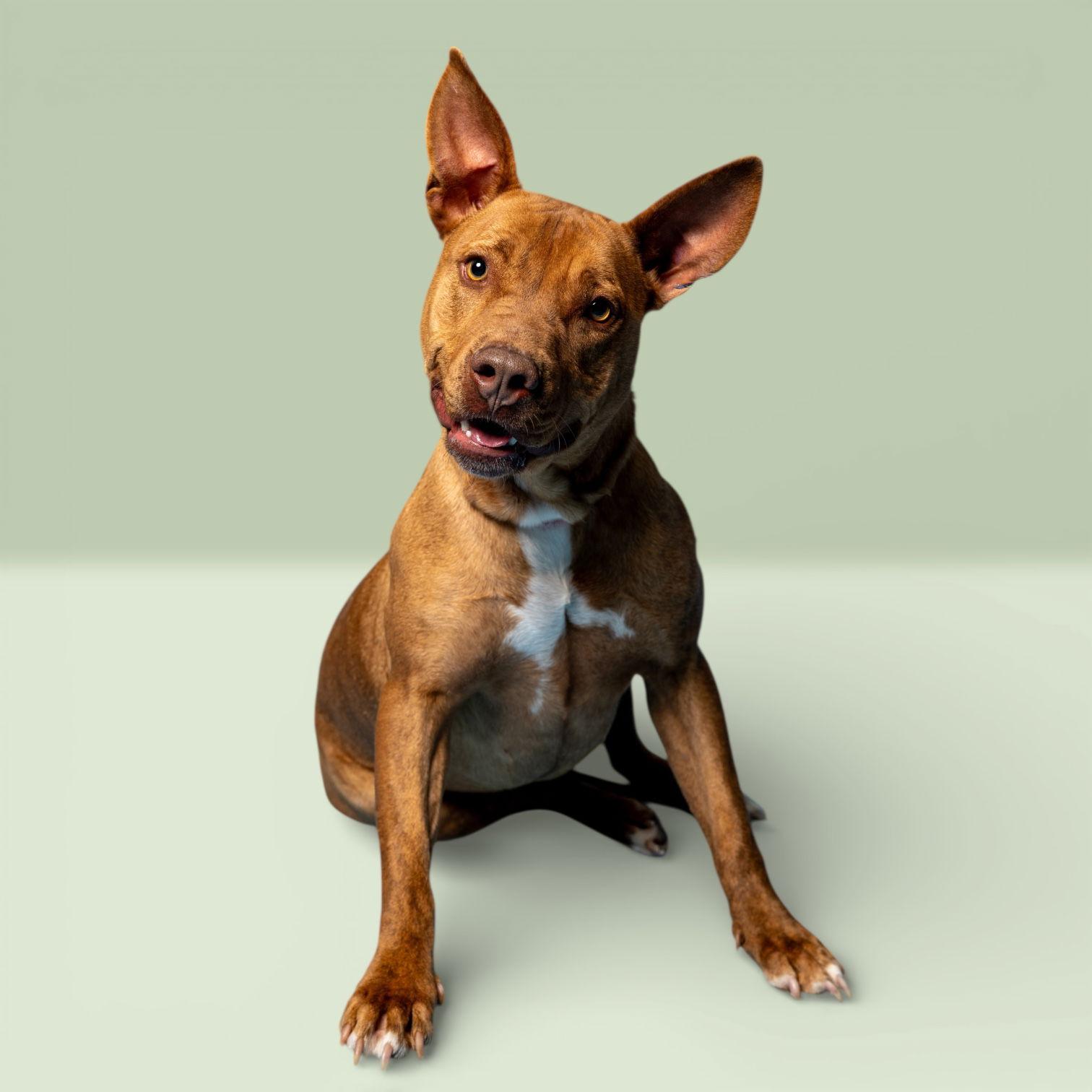 Enlarge Pumpkin Spice, a Adoptable Pharaoh Hound in Richardson, TX image 1/1