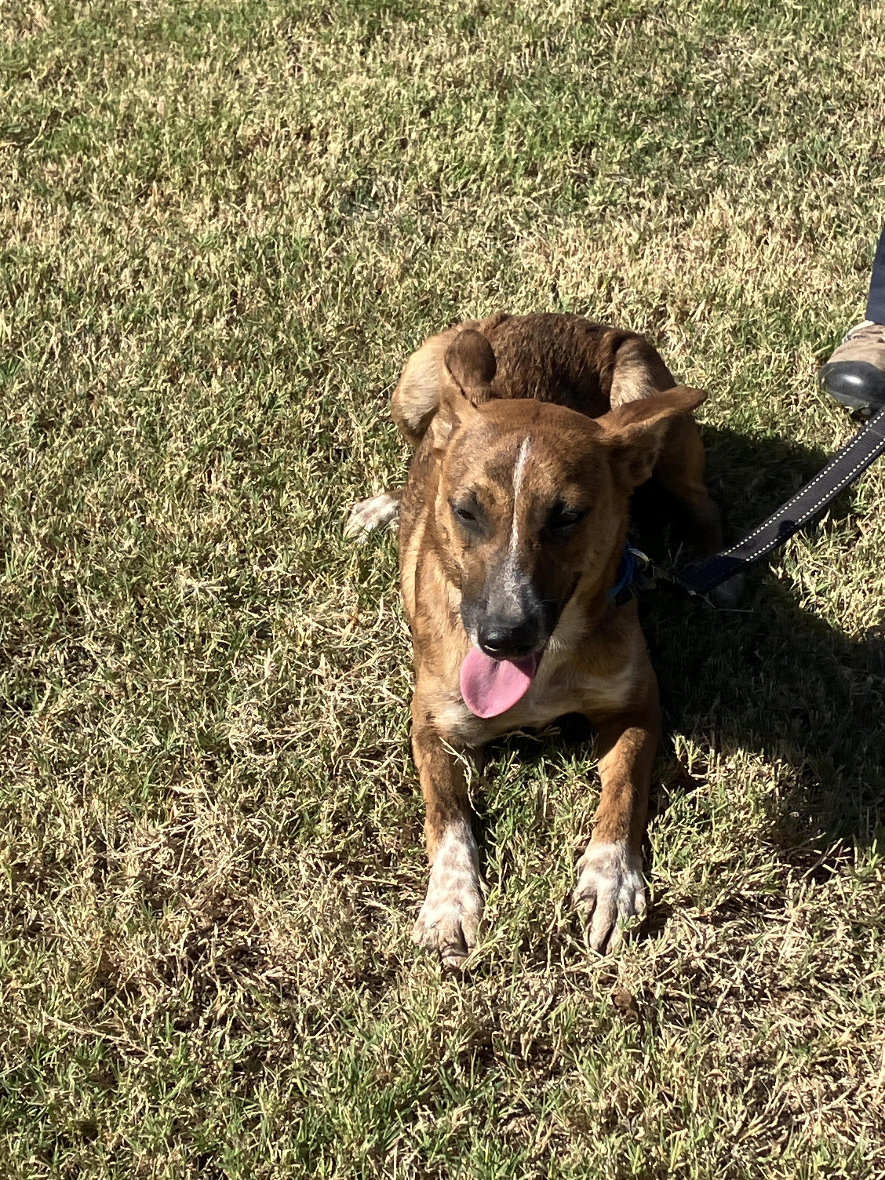 BRANDY-Star Student, a Adoptable mixed breed in Dallas, TX image 3/6