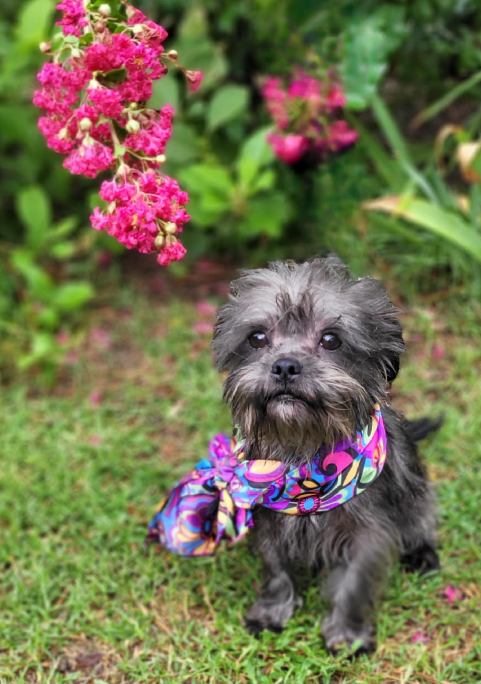 Celeste, Adoptable, Adult Female Shih Tzu.