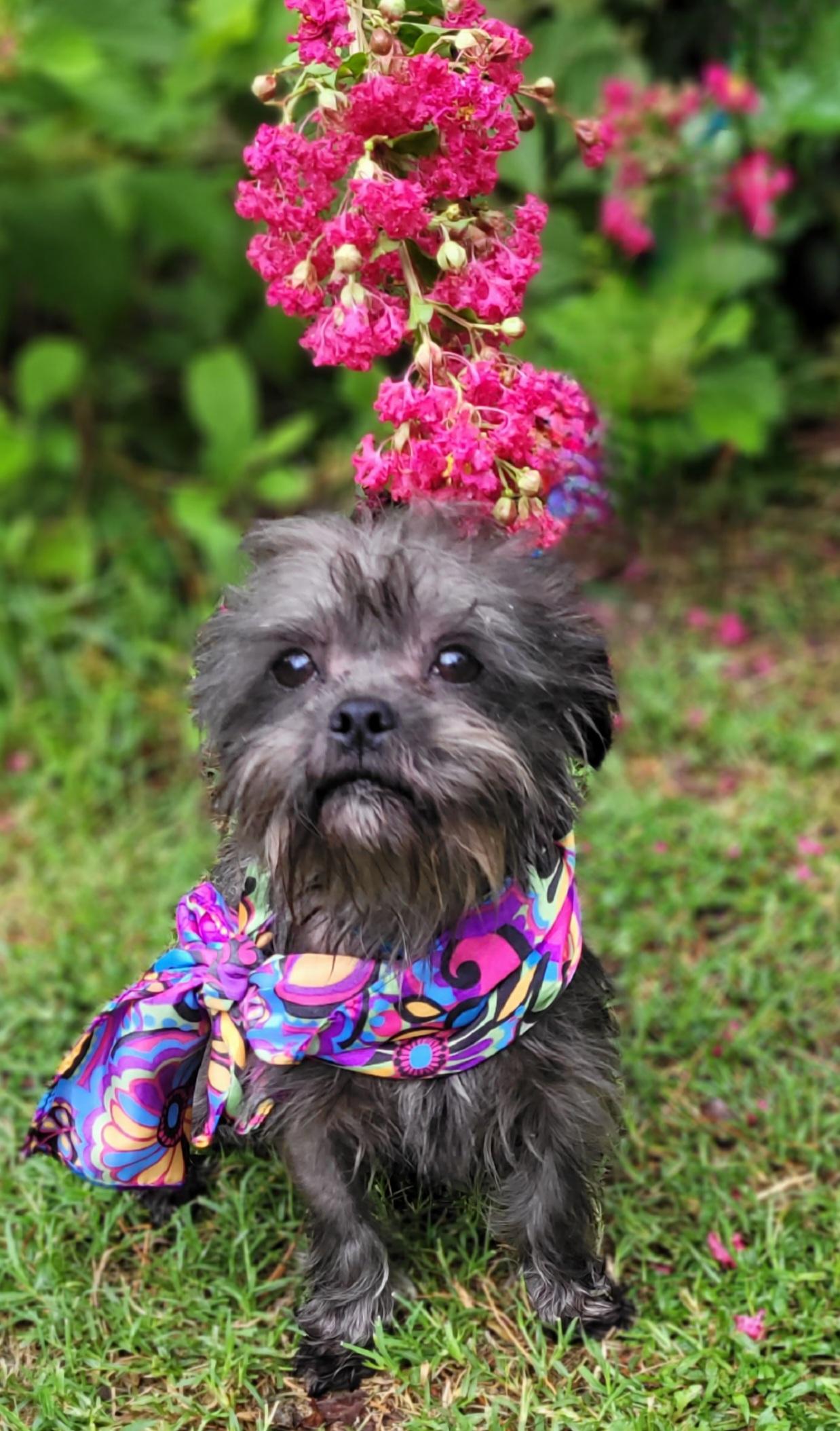 Enlarge Celeste, a Adoptable mixed breed in Vernon, TX image 3/4